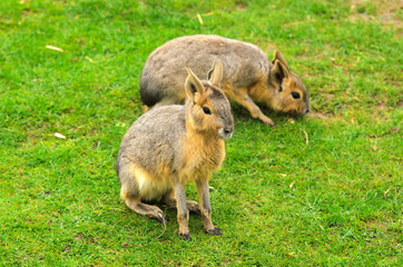 Naklejka na ściany i meble Patagonian Hare