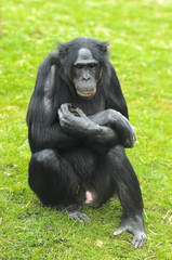Bonobo