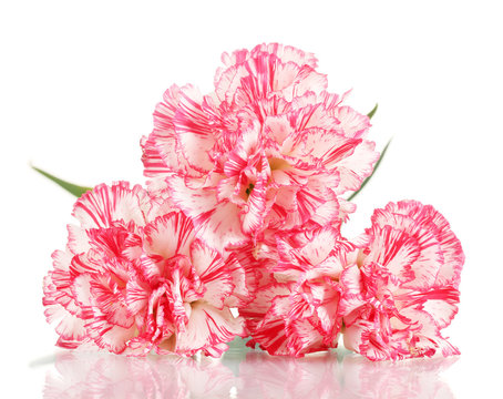 Beautiful carnations isolated on white