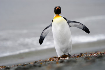 King Penguin walking on the beach.