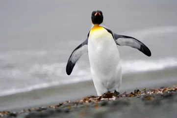 Plexiglas foto achterwand King Penguin walking on the beach. © andreanita