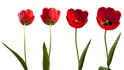 Naklejka premium isolated tulips