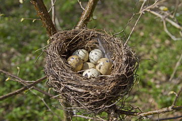 Vogelnest mit Eiern