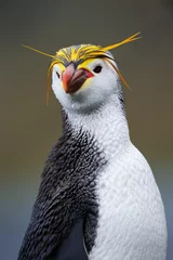 Papier Peint photo Lavable Pingouin Portrait d& 39 un pingouin royal.