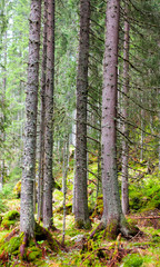 Obraz premium Pine forest