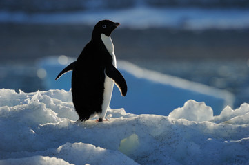 Obraz premium Adelie Penguin standing on ice with back light.