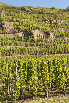Terraced Vineyard of Ampuis