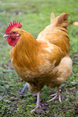 Rooster