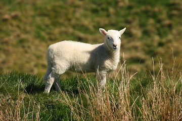 watchful little lamb