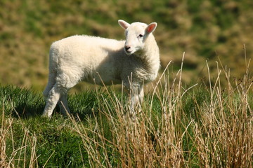Naklejka na ściany i meble lonely little lamb