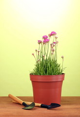 Pink flowers in pot with instruments