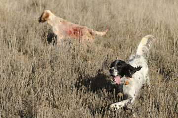 Hunting dogs