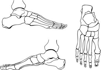 Foot bones