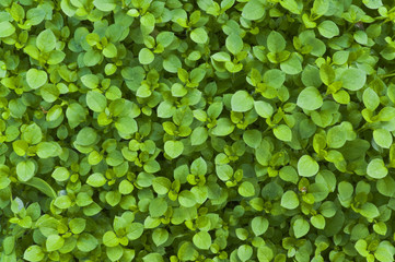 Зелёная трава