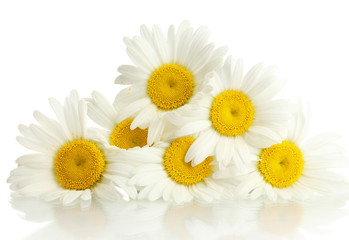 Obraz premium beautiful daisies flowers isolated on white