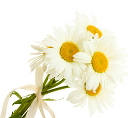 sbeautiful daisies flowers isolated on white