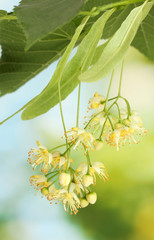 Branch of linden flowers in garden