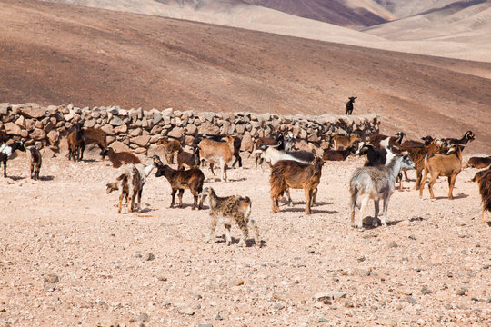 goats of Fuerteventura