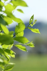 spring tree leafes