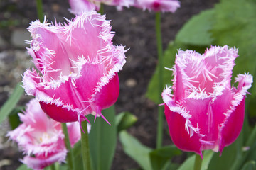Hairy tulips
