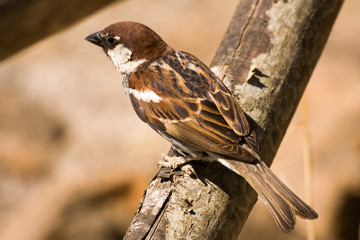 Brown songbird sparrow