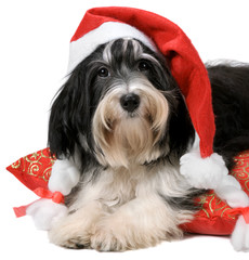 Cute havanese puppy dog with a Santa hat