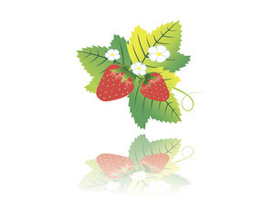 wild strawberry