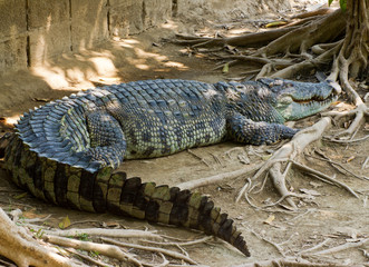 Crocodile on a farm, Thailand
