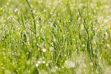 Early morning, sunlight and morning dew