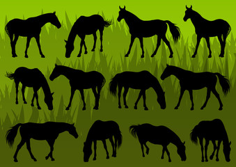 Sport and farm horse detailed silhouettes illustration collectio