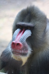 mandrill