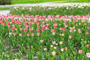 A flower bed with a beautiful pink tulips