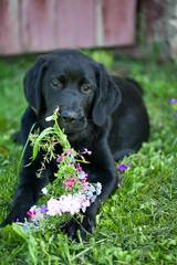 black labrador outdoor