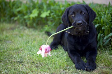 black labrador outdoor