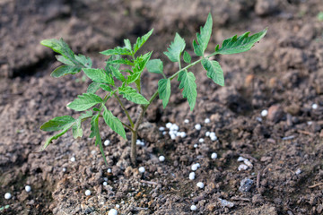 growing tomato plants with fertilizer in granules