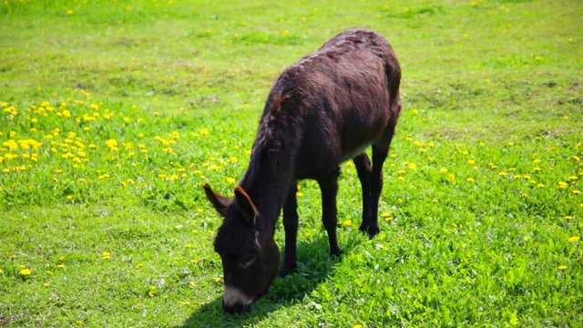 The donkey pastures on a green meadow