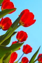Fototapeta premium Red tulips