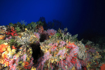 Fototapeta na wymiar corallo rosso immersioni diving