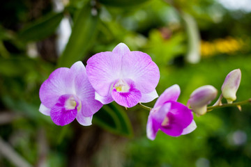 Fototapeta na wymiar violet orchid in orchid farm of thailand