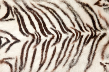 White tiger fur close up