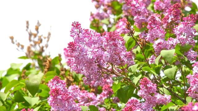 Lilac branches