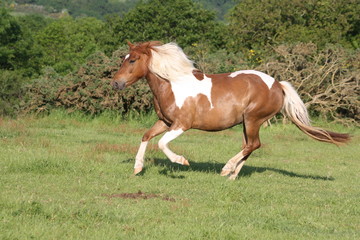 Galop au soleil couchant