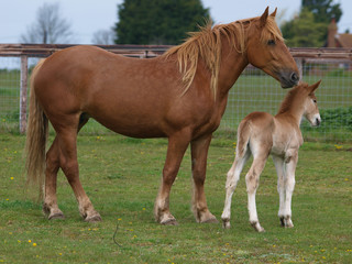 Suffolk Horse and Foal