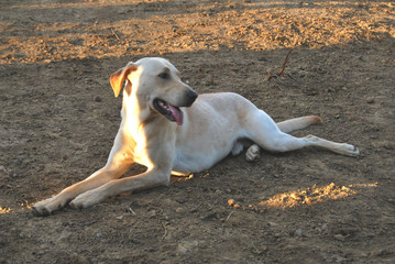 Labrador