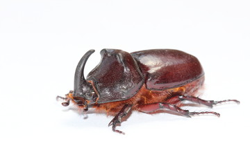 Male of european rhinoceros beetle (Oryctes nasicornis)