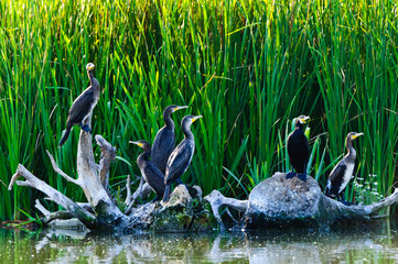 Cormorants in the danube delta