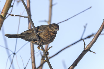 turdus merula, blackbird