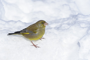 greenfinch, carduelis  cloris