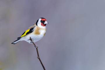 goldfinch, carduelis carduelis
