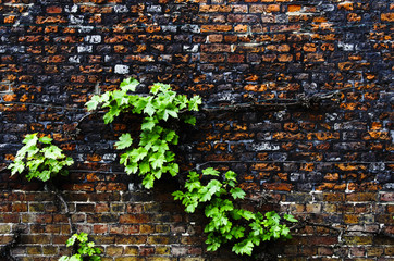 Virginia creeper on a brick wall